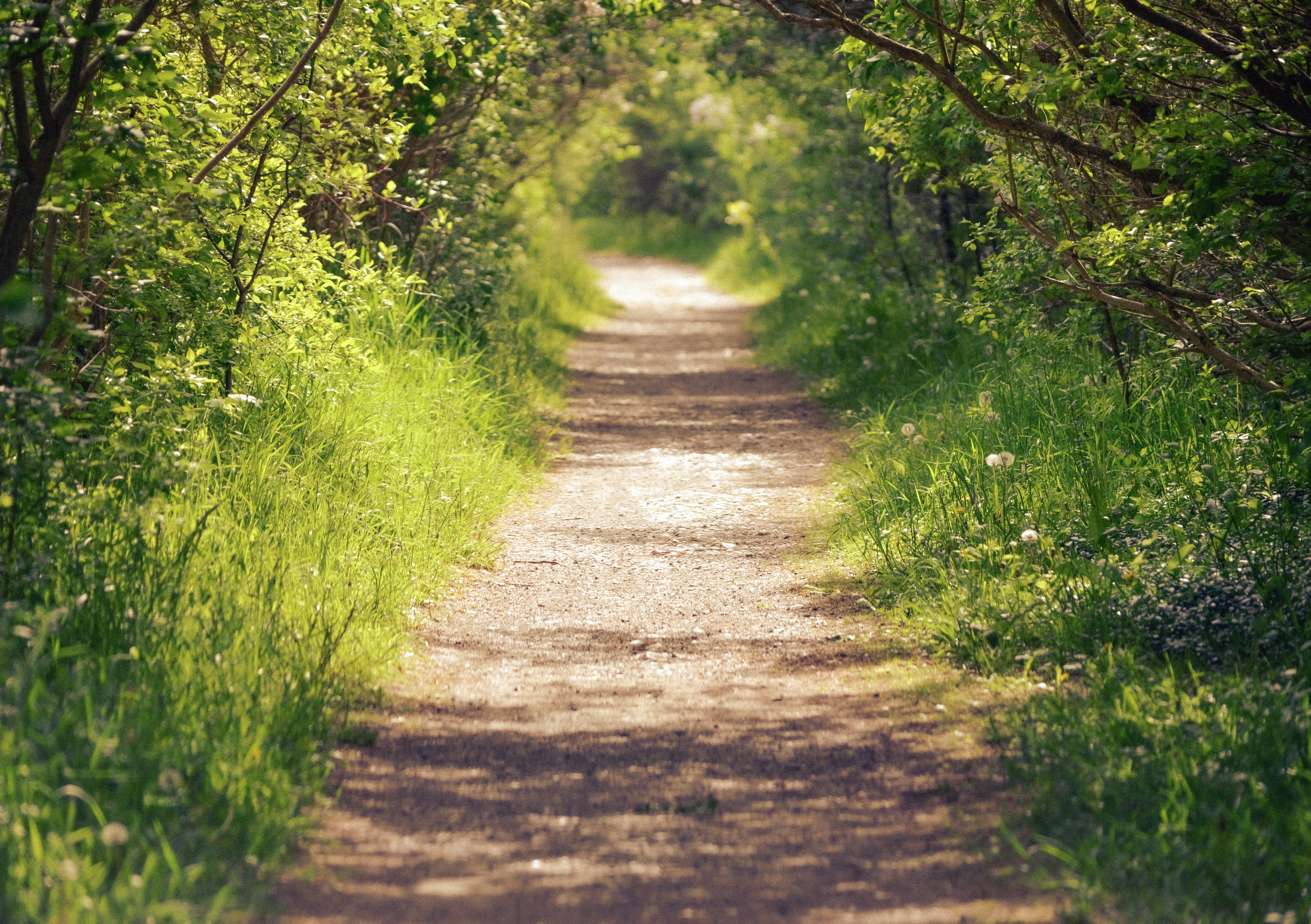 Trail